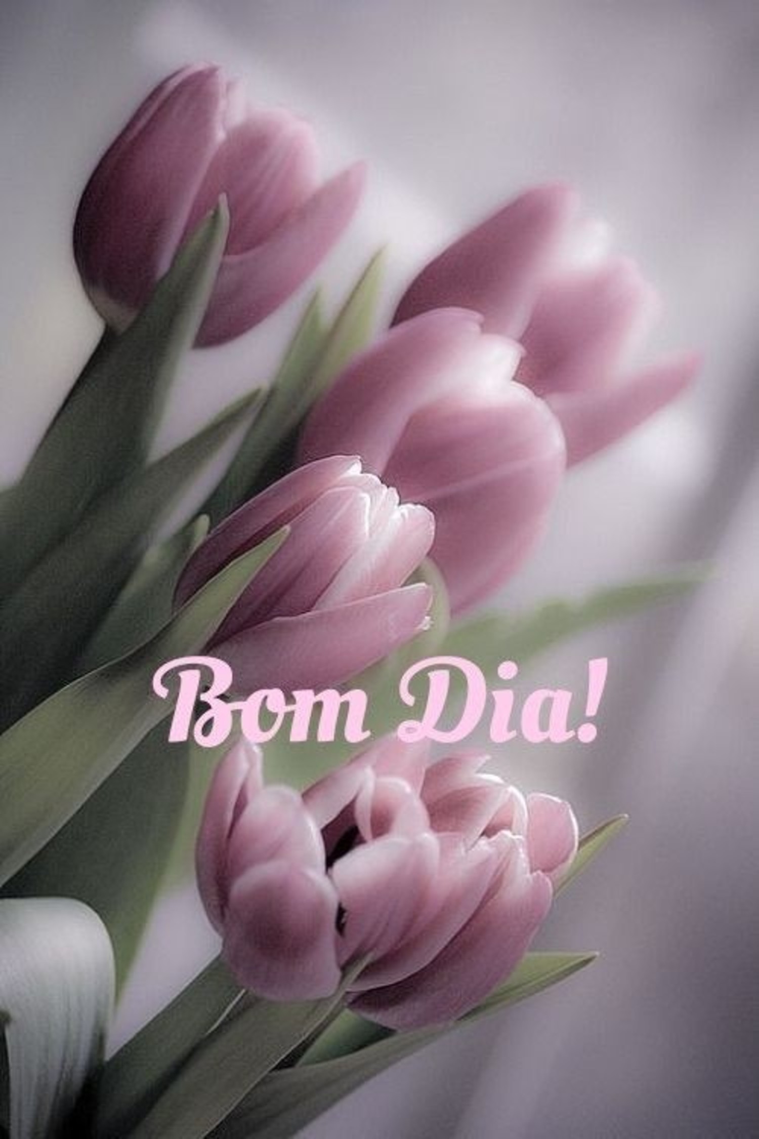 Bom Dia lindas mensagens 778