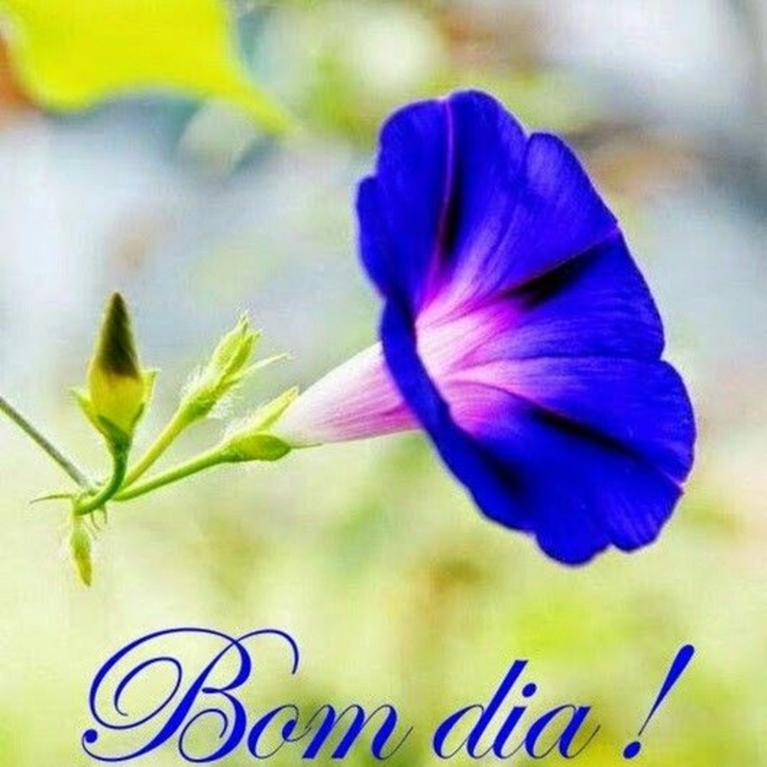 Bom Dia lindas mensagens 789