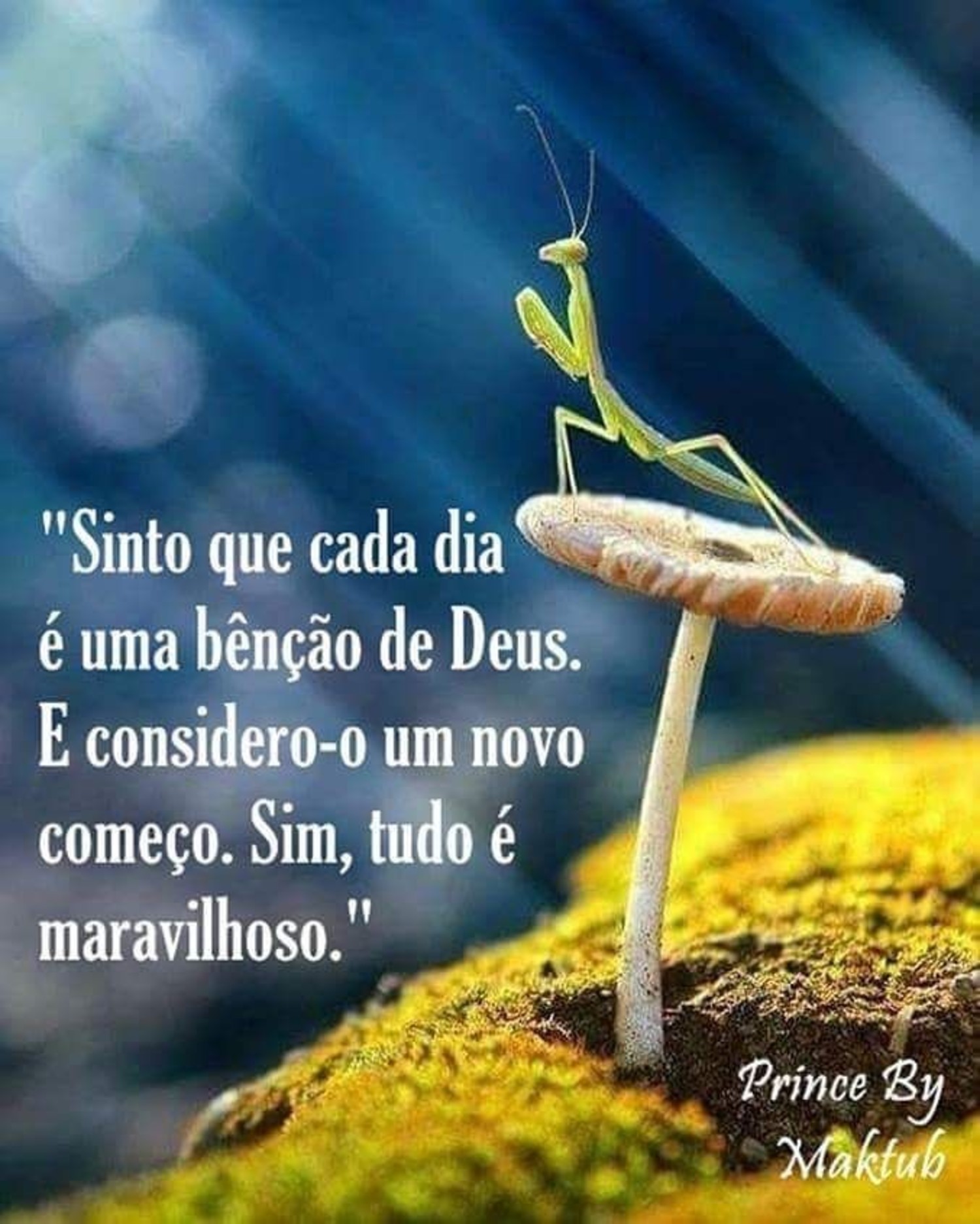 Bom Dia para WhatsApp 805