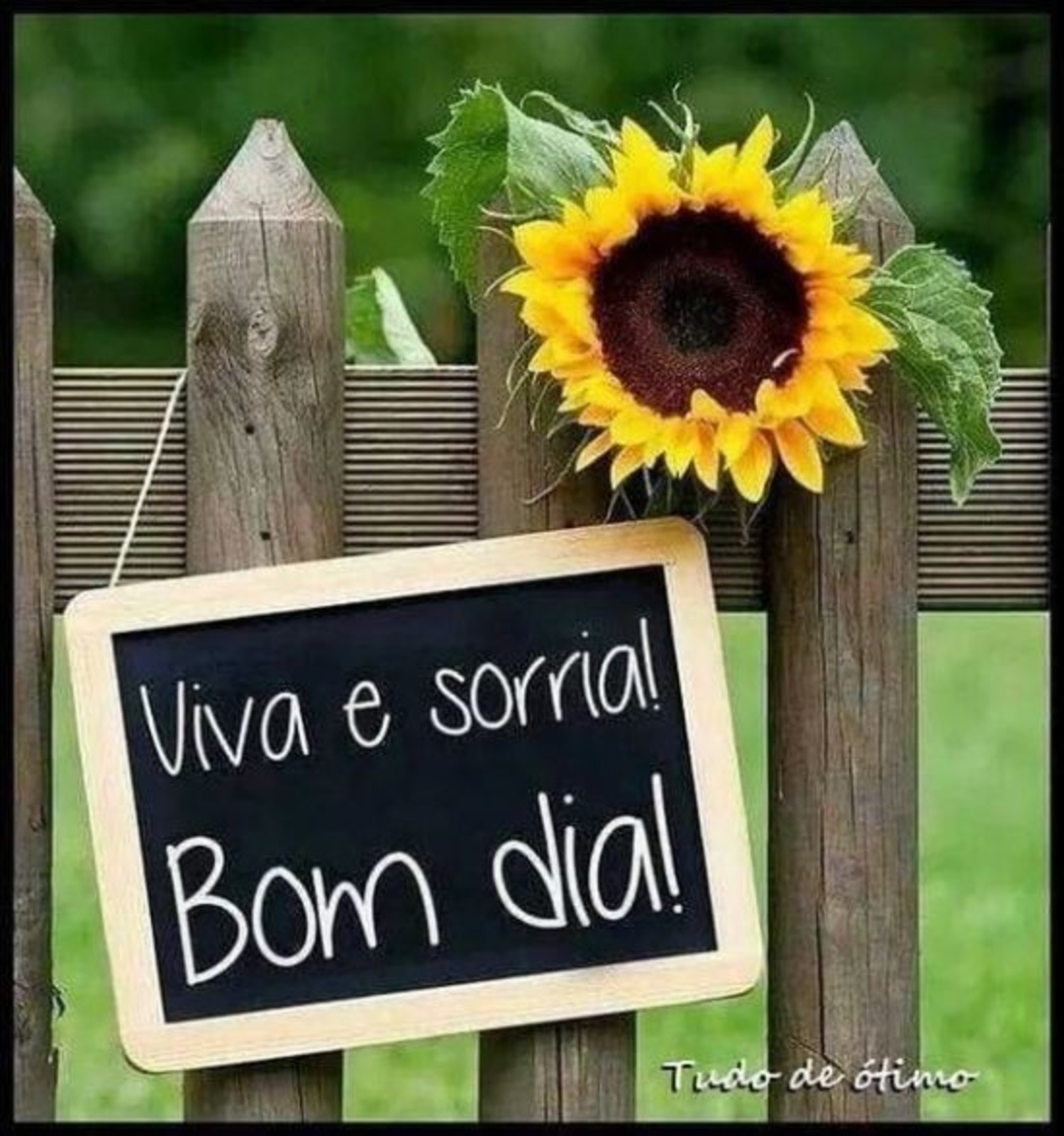 Bom Dia whatsapp imagem 854