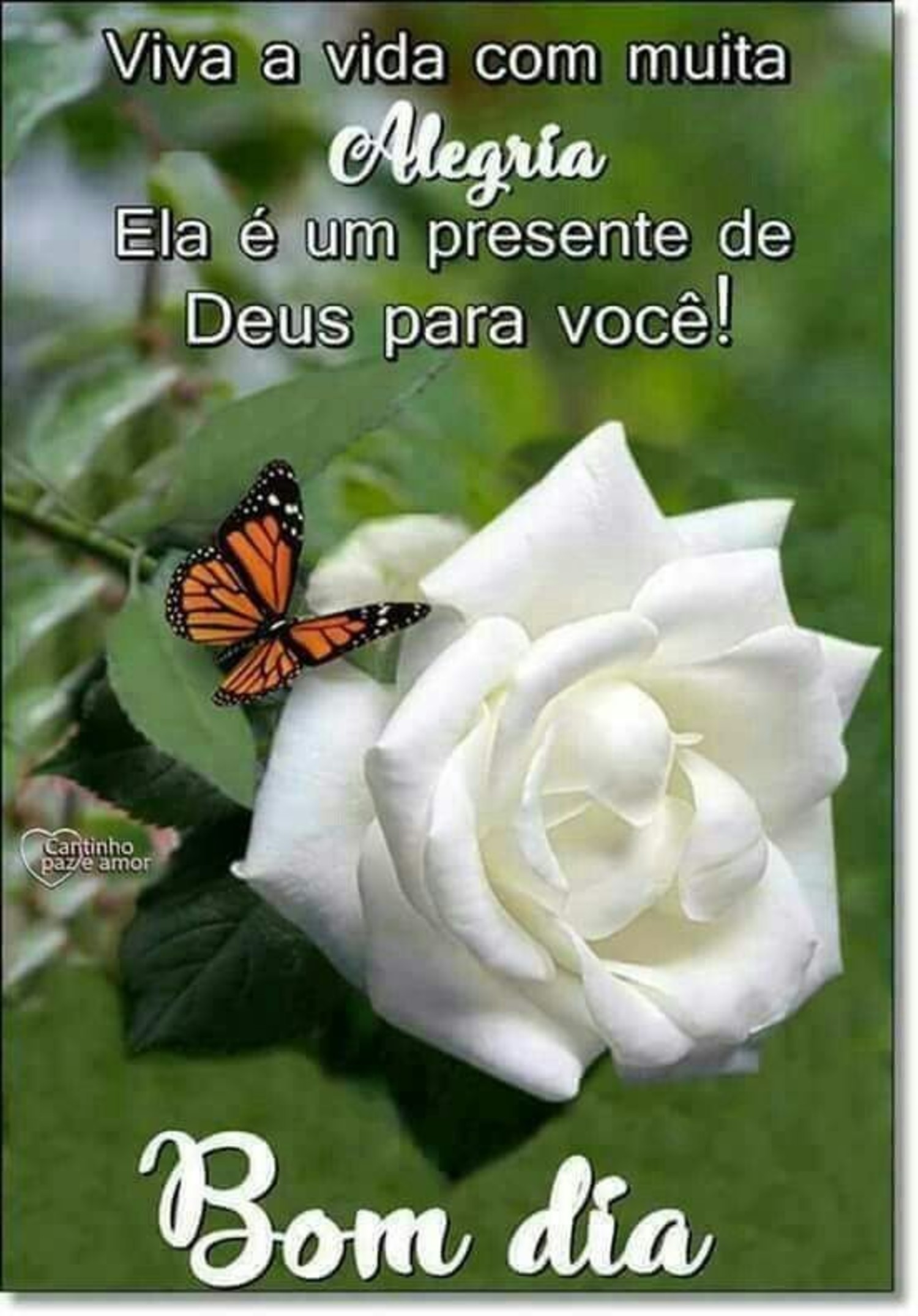 Imagens Bom Dia amigos 956 Imagens Bom Dia amigos 956