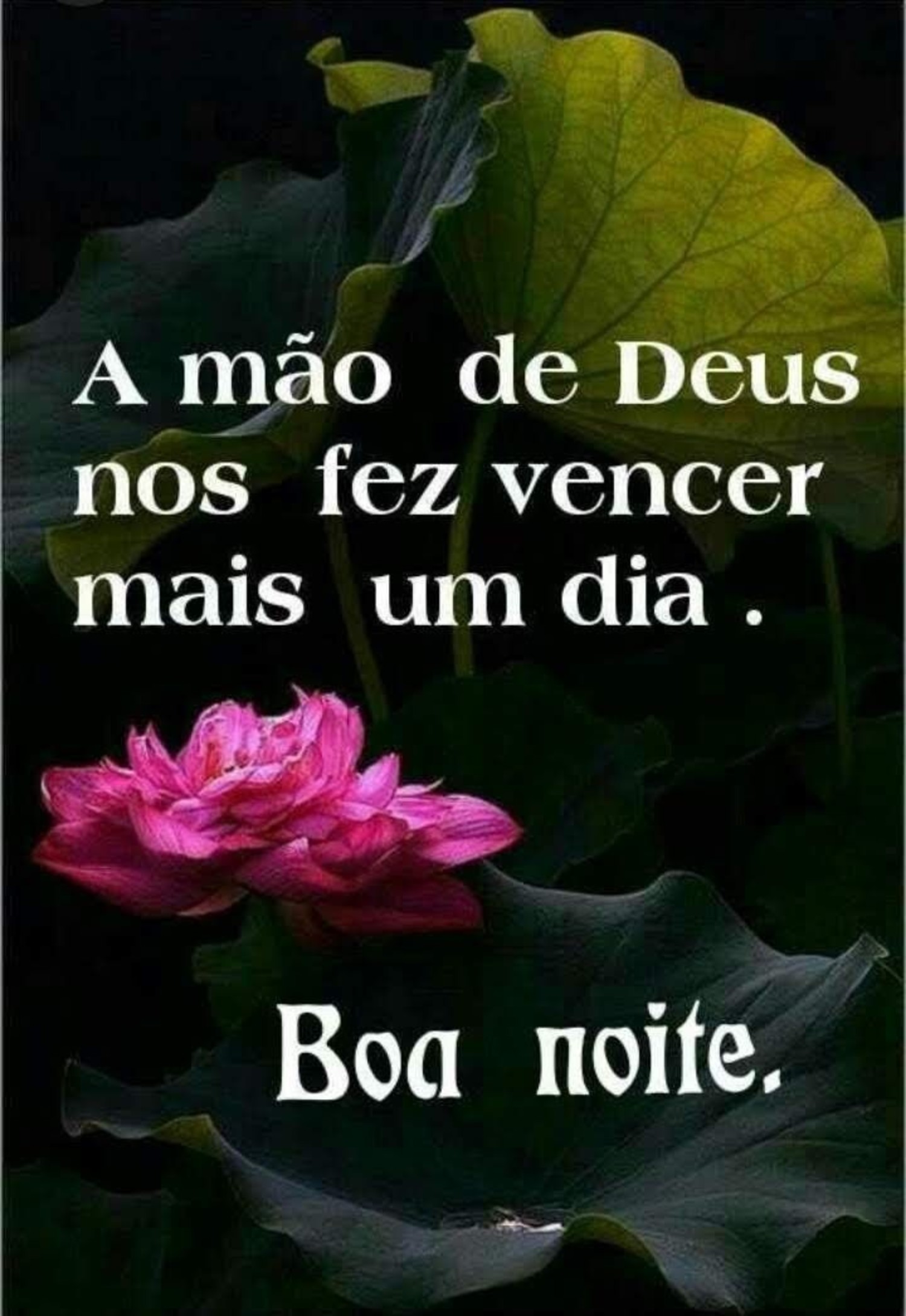 Mensagens Boa Noite WhatsApp 984