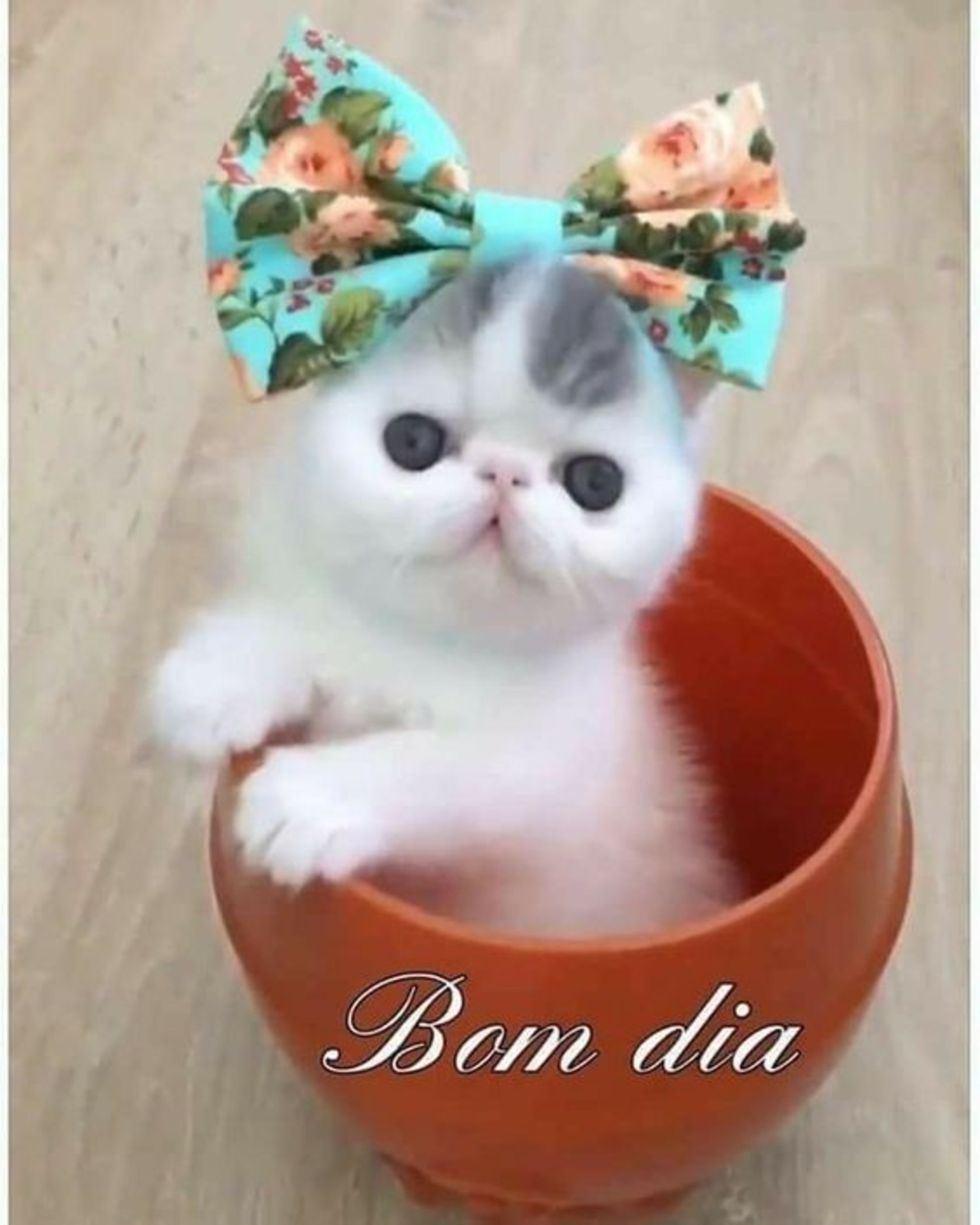 Mensagens de Bom Dia e frases 939