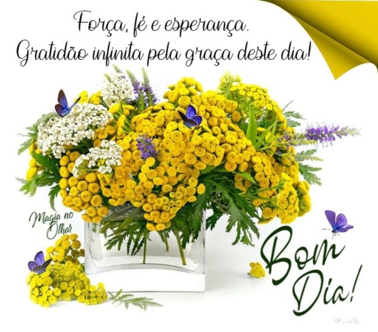 Bom Dia imagens com flores originais (1)