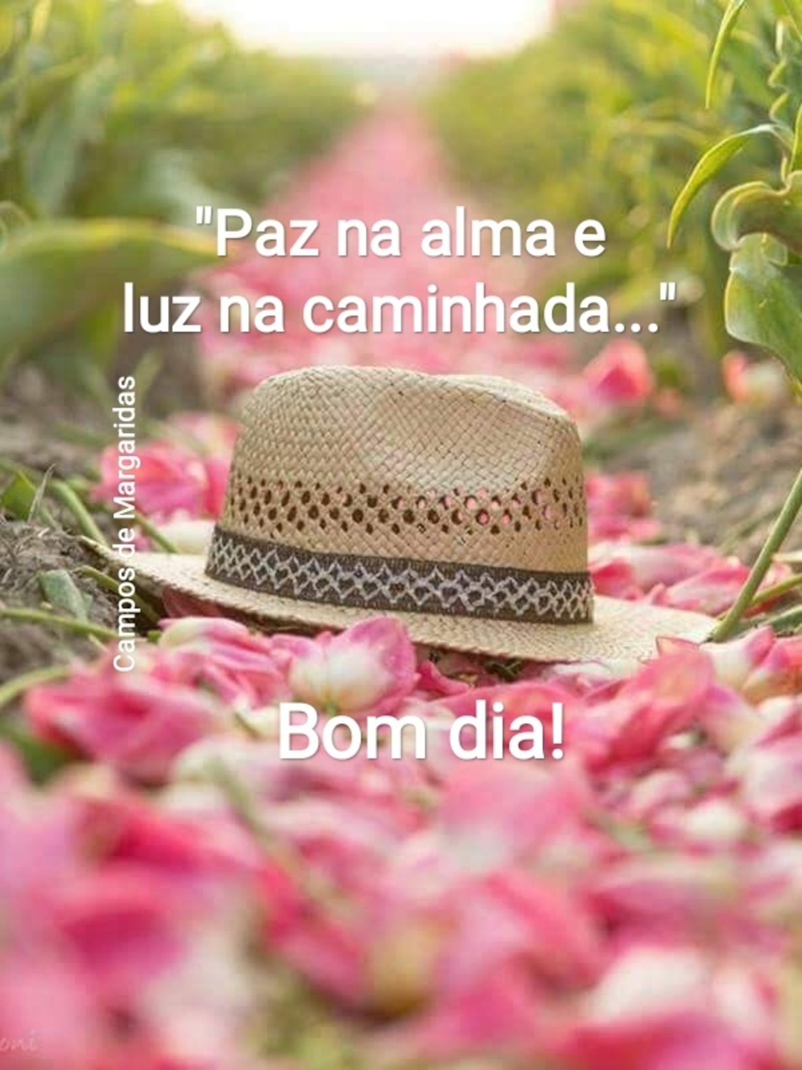 Paz na alma e luz na caminhada Bom Dia