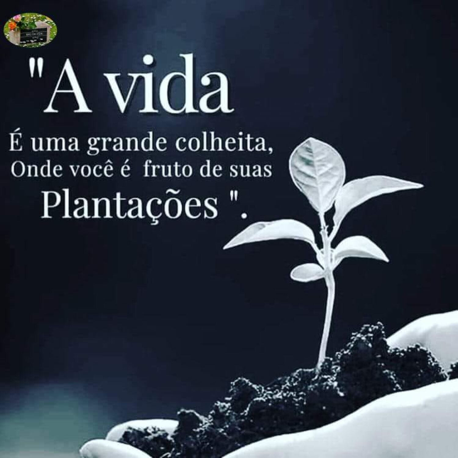 A vida é uma grande colheita onde você é fruto de suas plantaçöes