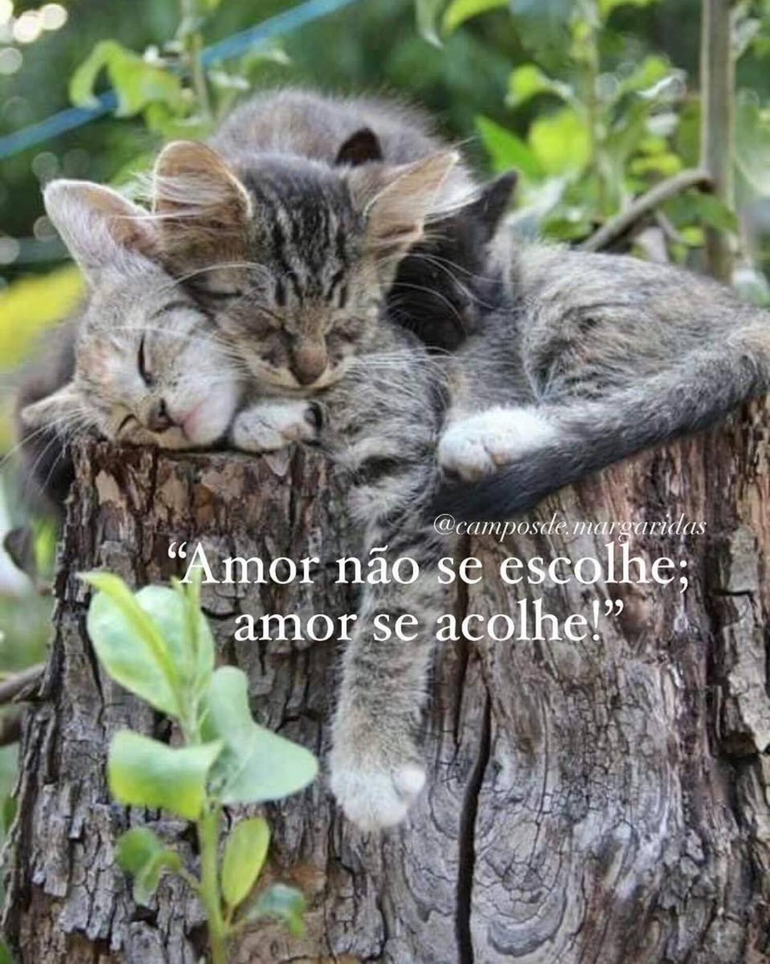 Amor não se escolhe amor se acolhe