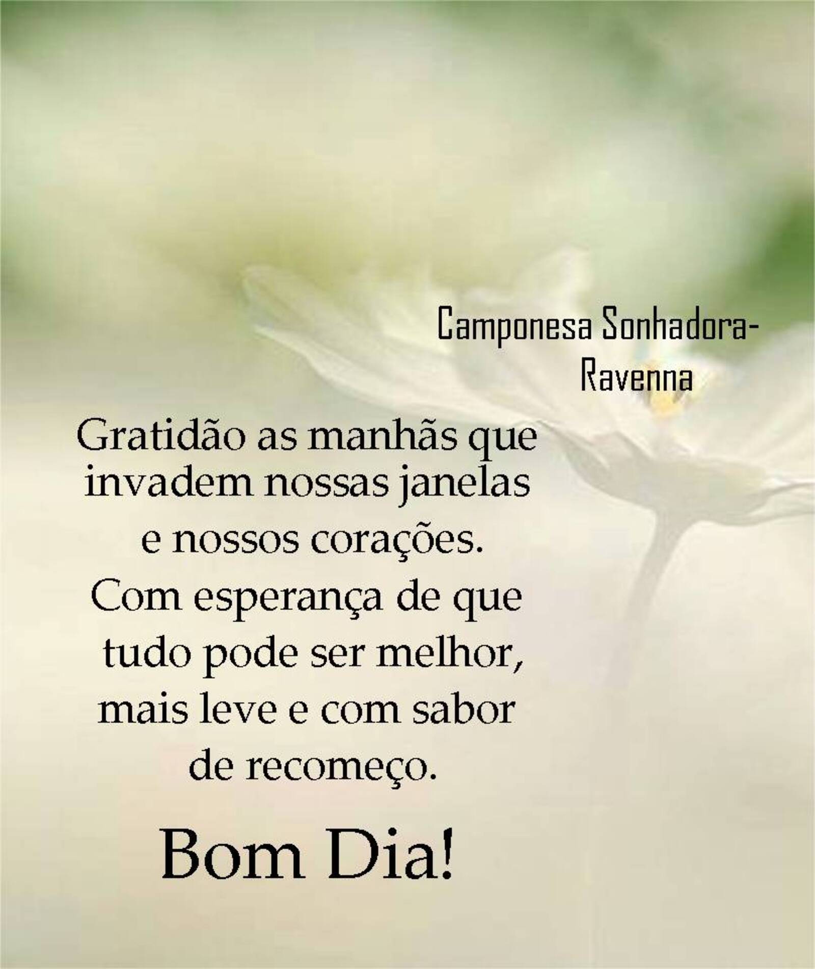 Gratidão as manhãs que invadem nossas janelas e nossos corações Bom Dia