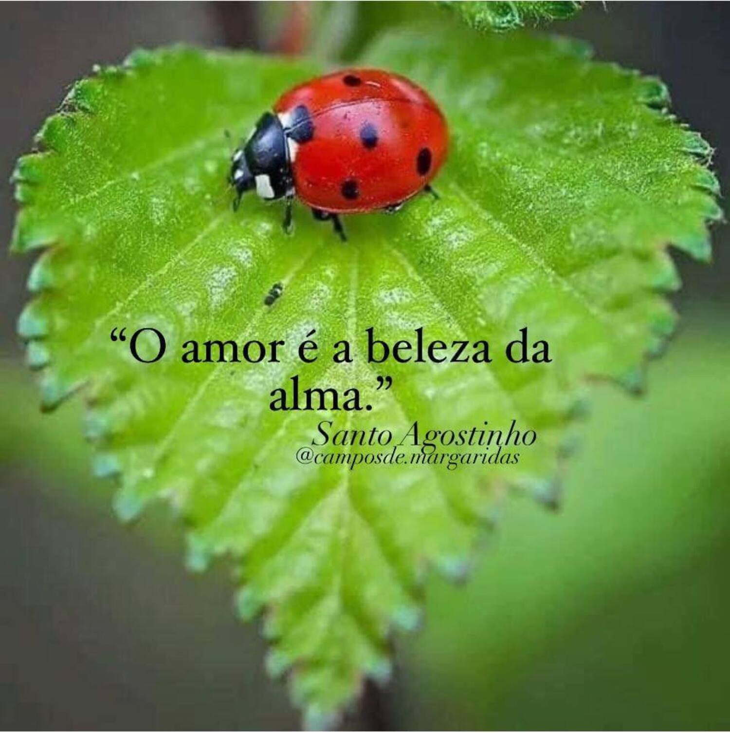 O amor é a beleza da alma Santo Agostinho